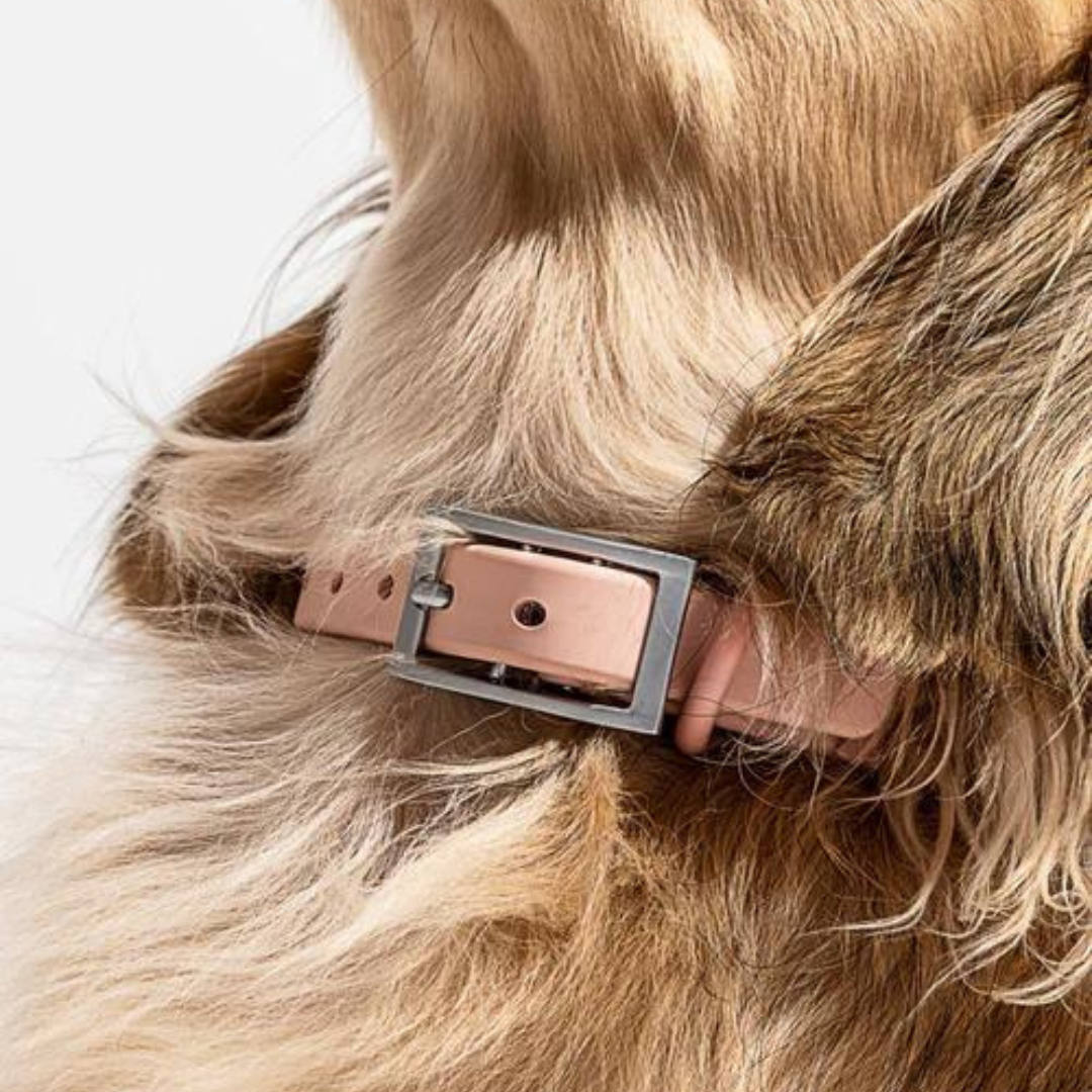 Set de plimbare caini Flexy