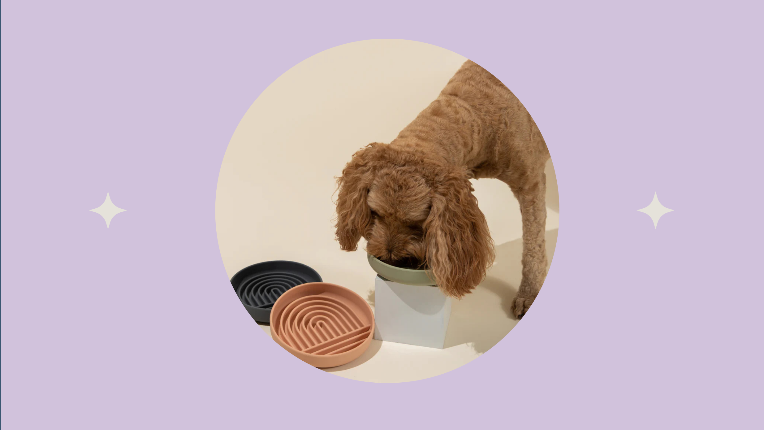 SLOW FEEDER, BOL CAINI, COL CAINI HRANIRE LENTA